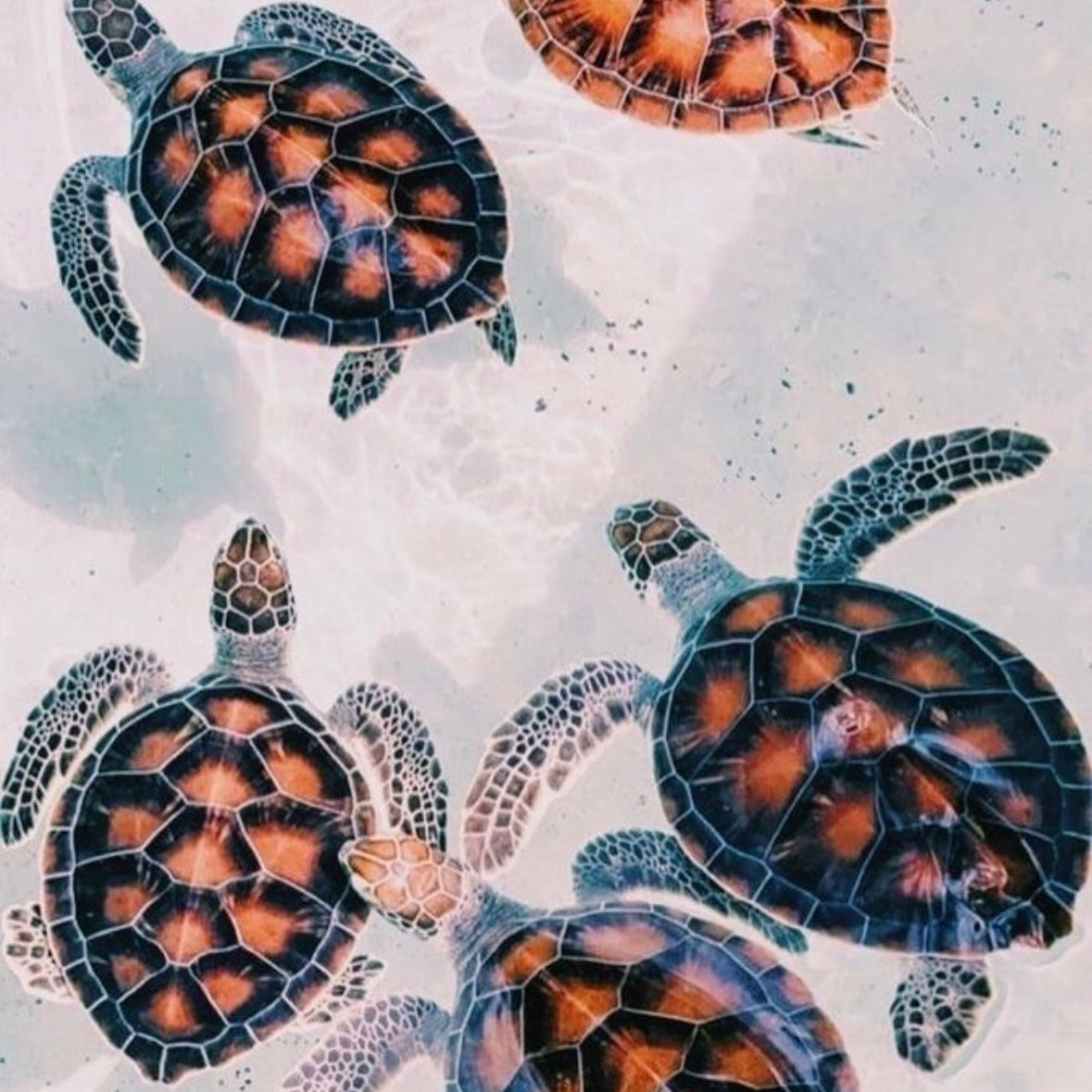 10 Super Interesting Turtle Facts!